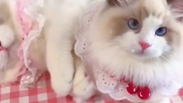 Aww cute cat videos funny ❤️ Cat Cash Compilation chines💚 Tiktok Cat Meow #cat #shorts