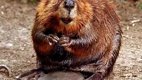 Wildlife