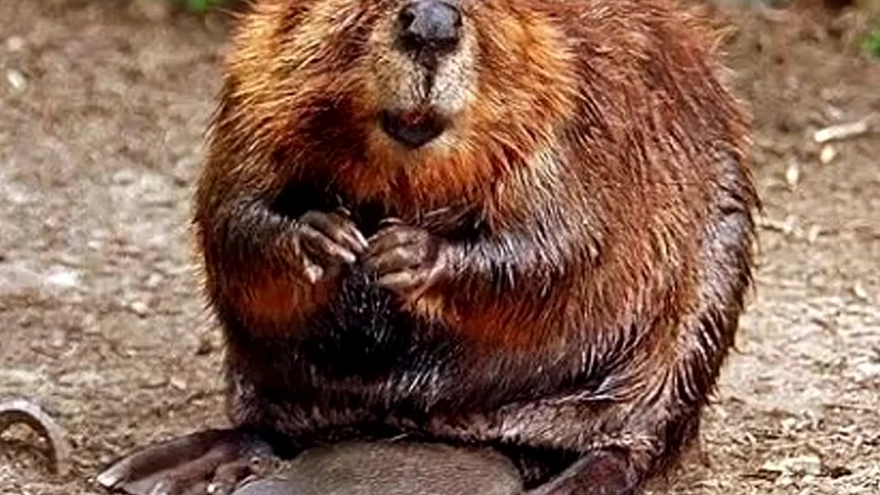 Wildlife