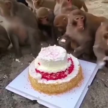 Monkeys Celebration