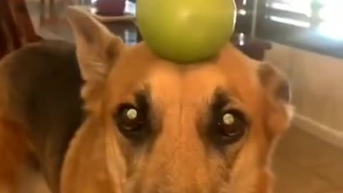 Hilarious Animal Antics to Test Your Laughter Limits! 🐾🤭 #Shorts #FunnyVideos
