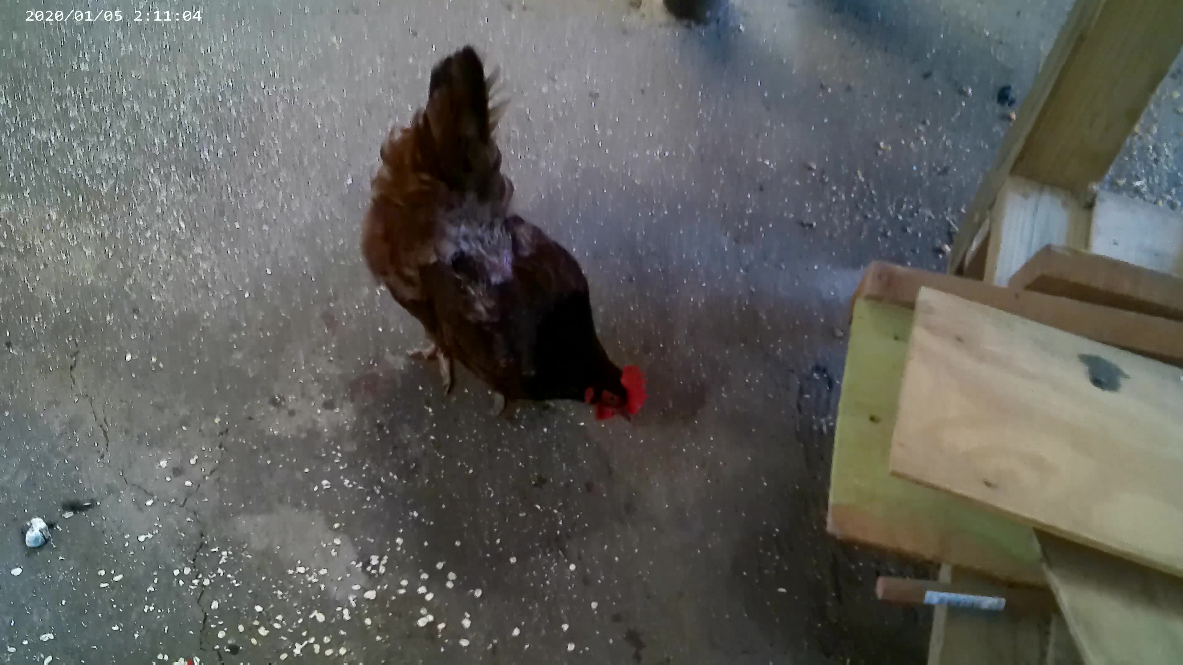 ebony misfit chicken3
