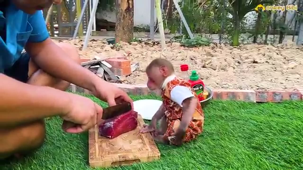 Monkey help to dad combine cooking