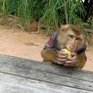 Funny monkey and chicken