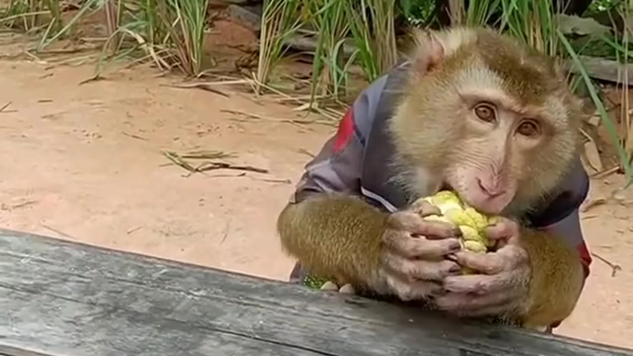 Funny monkey and chicken