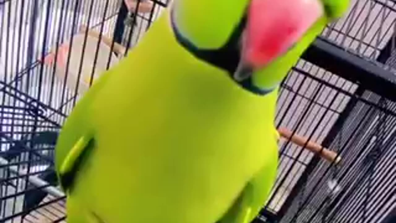 Cute tia bird trending video