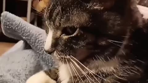 Ed the cat