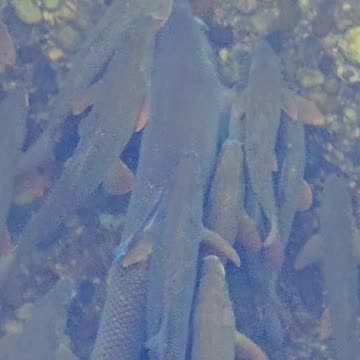 Many barbels in the river / beautiful fish in the river with fresh water.