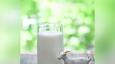 Goats Milk | Proverbs 27:27 | 1599 Geneva Bible