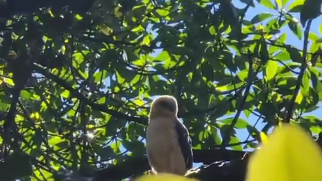 Wildlife