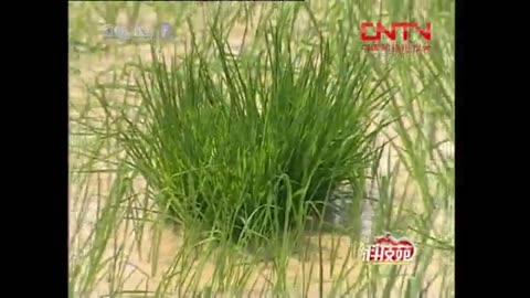 哈尼梯田的科技秘密（下）