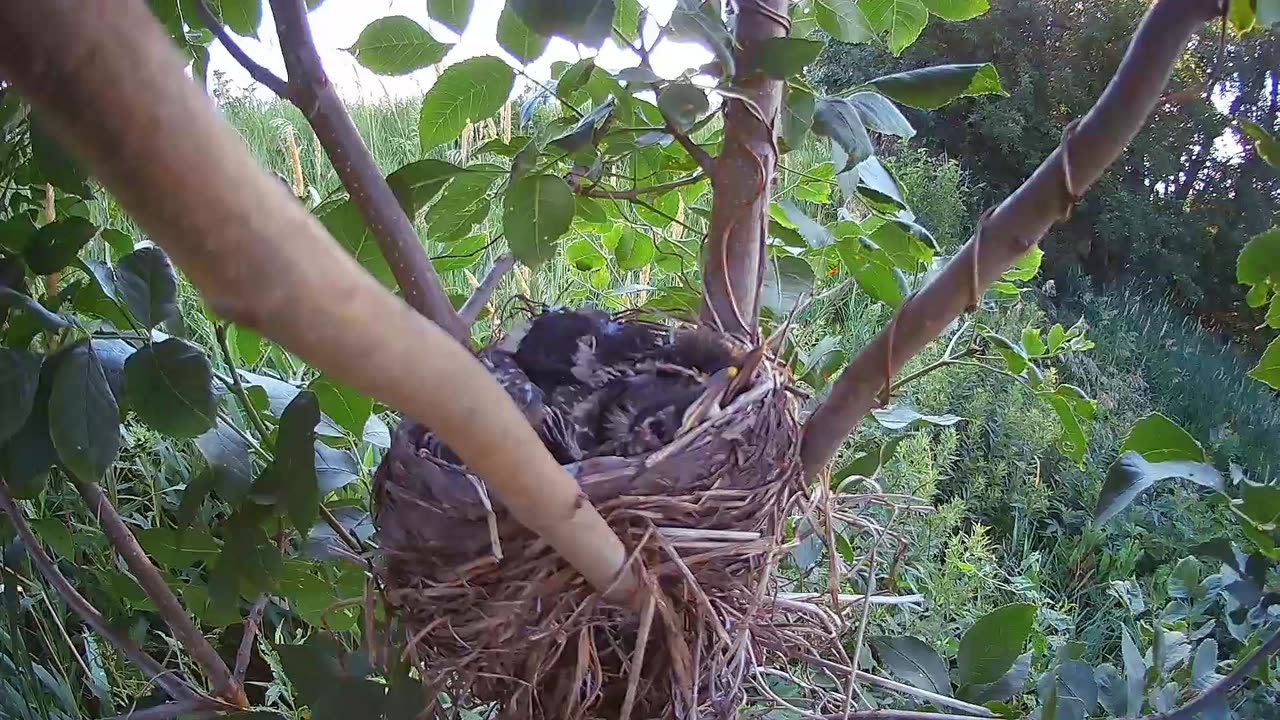 Cute Fuzzy Baby Birds in Nest out in Nebraska