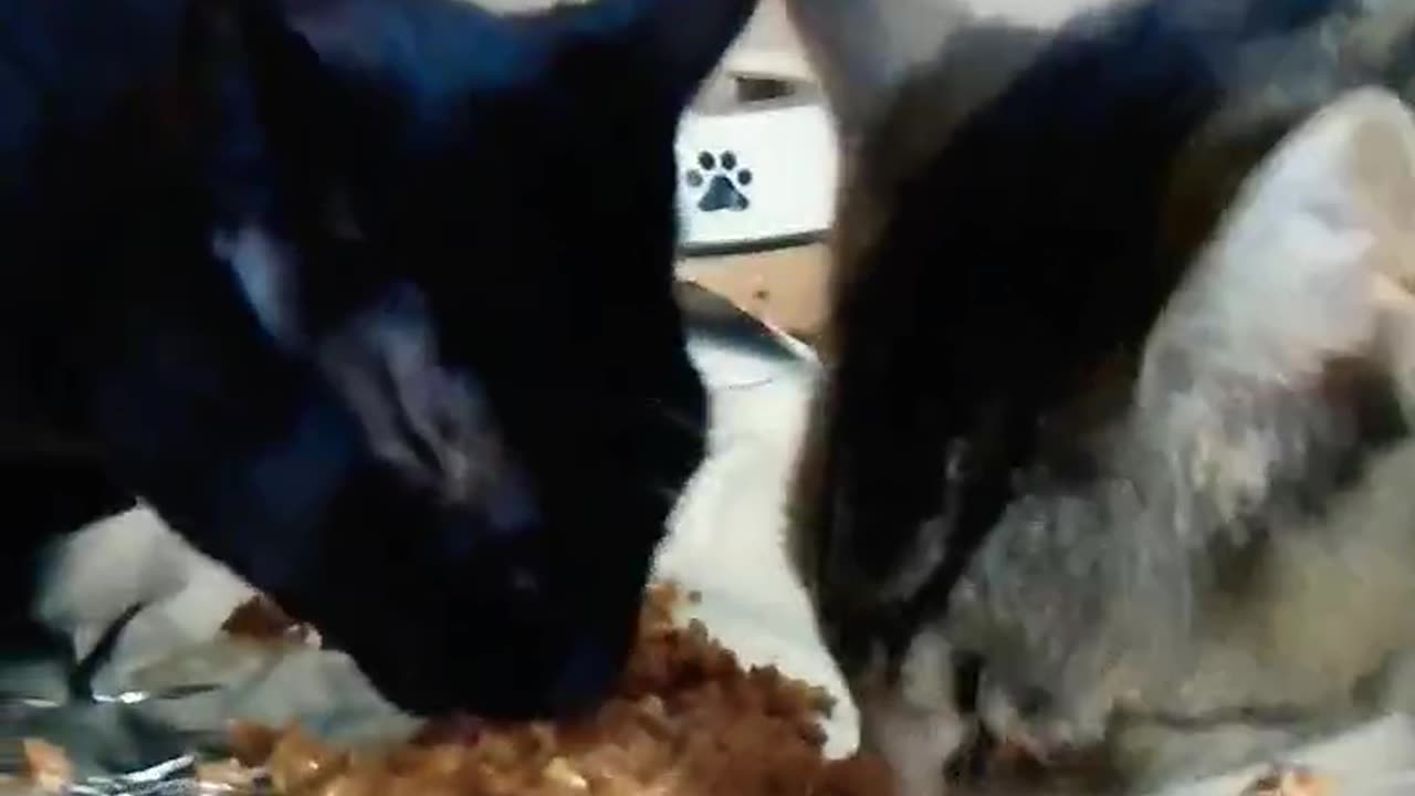 Brotherly cats eating