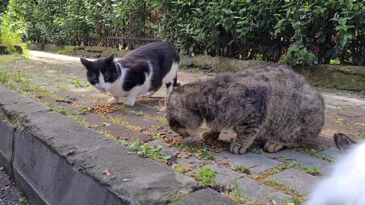 Angry White Cat is very aggressive today attacking everyone