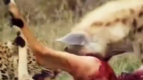 Nature's Harsh Moments Compilation 8😮👀