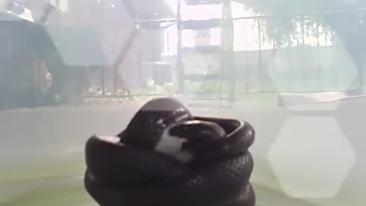 Mexican Snake VS Mouse