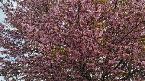 Japanees cherrys