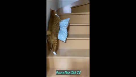 Funny Animal Videos 🤣 Funniest Cats and Dogs Videos 2024