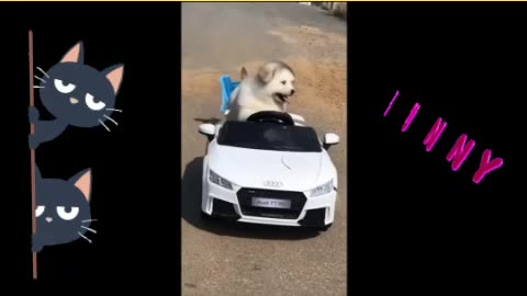 Funniest Animals Video 2024...are here to make you LAUGH all Day long🥰😂