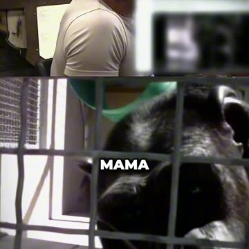 Terrifying Footage Of A Speaking Chimp