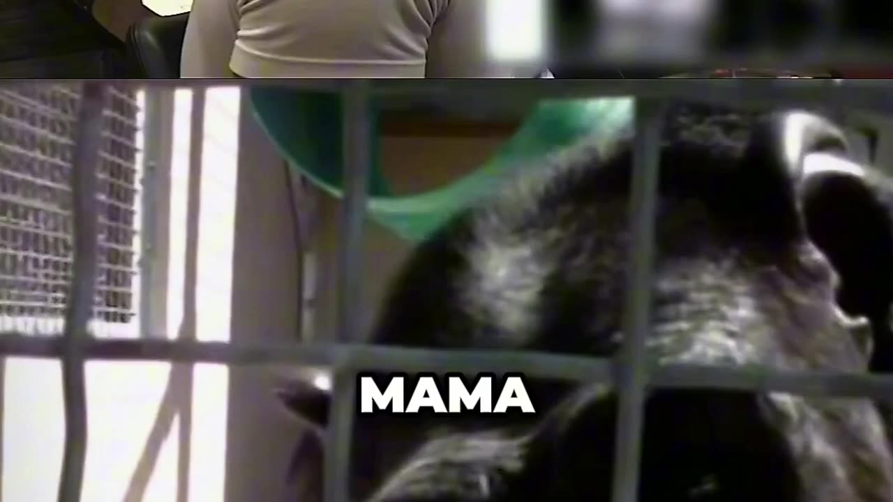 Terrifying Footage Of A Speaking Chimp