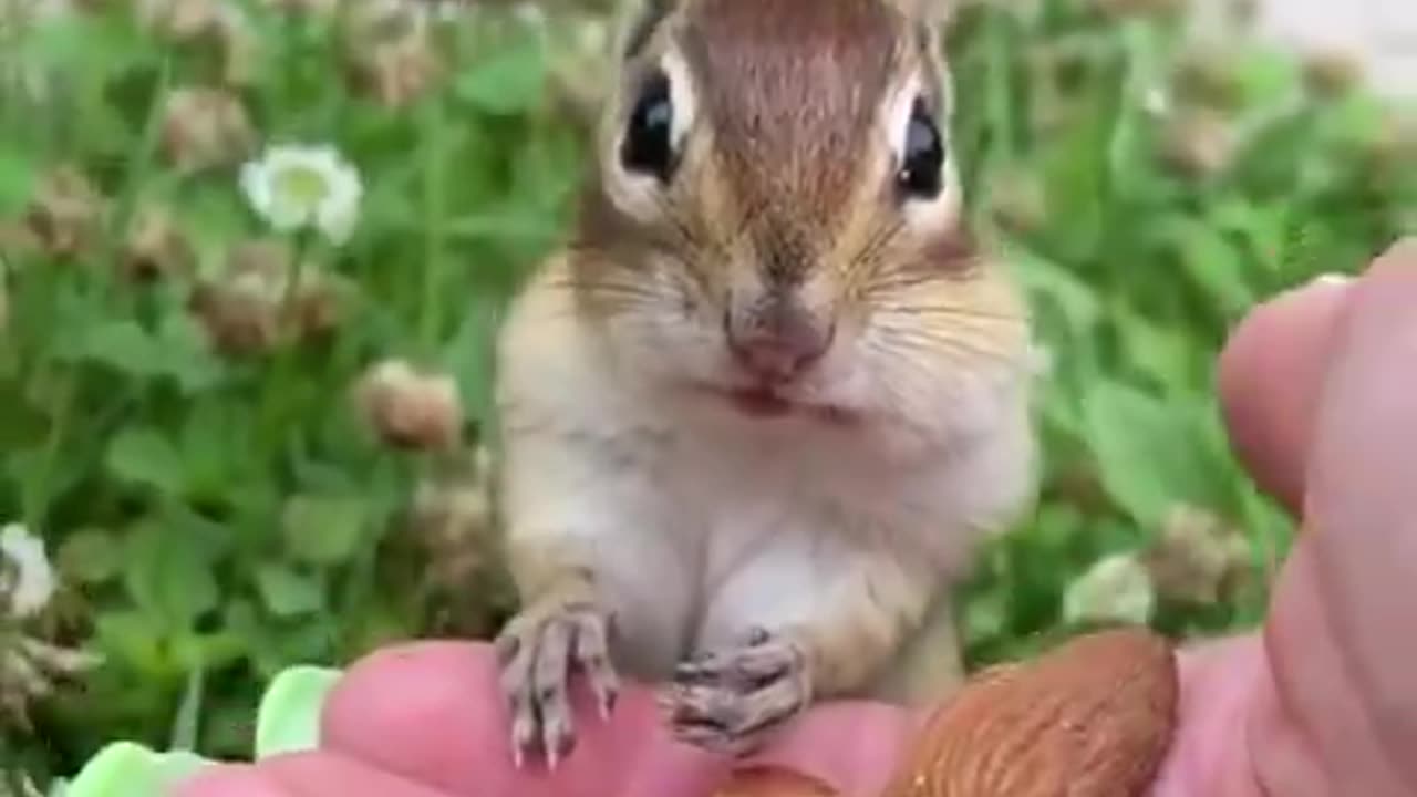 A chipmunk enjoys almonds for the first time.