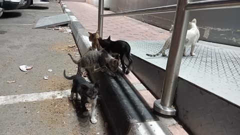ADELE - Homeless cat in Ras Al Khaimah, UAE #cat #cats #Adele #emirates #UAE #food #homeless #kitten