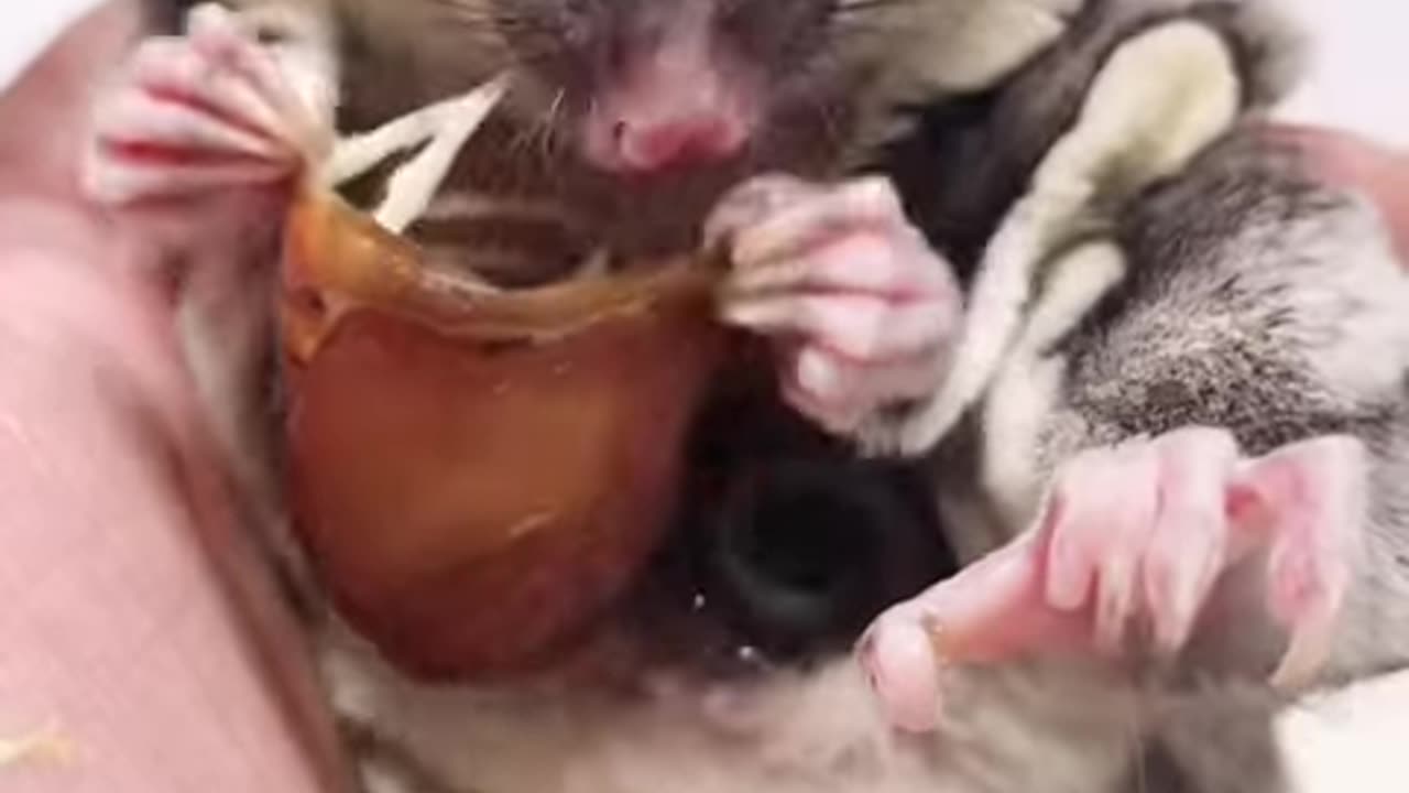 Baby Sugar Glider In Mother's Pouch #shortsviral #sugarglidercare #sugarglider