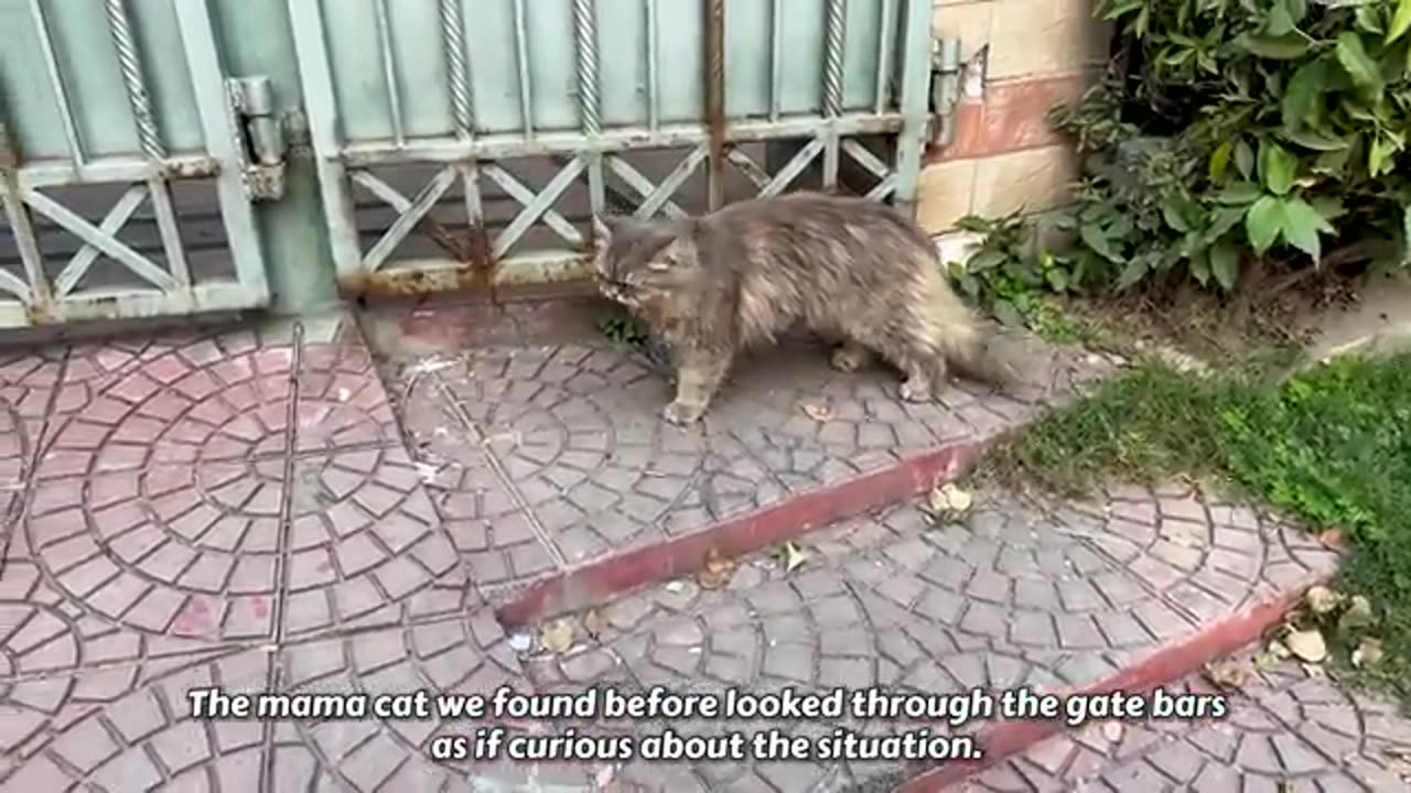 A crying mother cat brough her kitten to a man. Just unbelievable