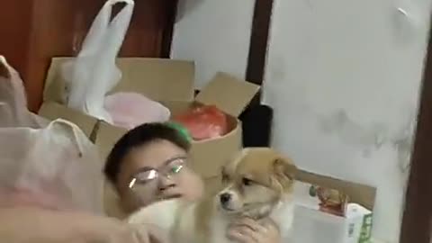 Machine gun dogs