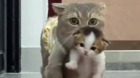cat holding her baby