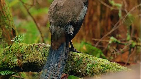 Birds 🐦