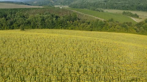 Romania’s Fields of Gold Captured From Space