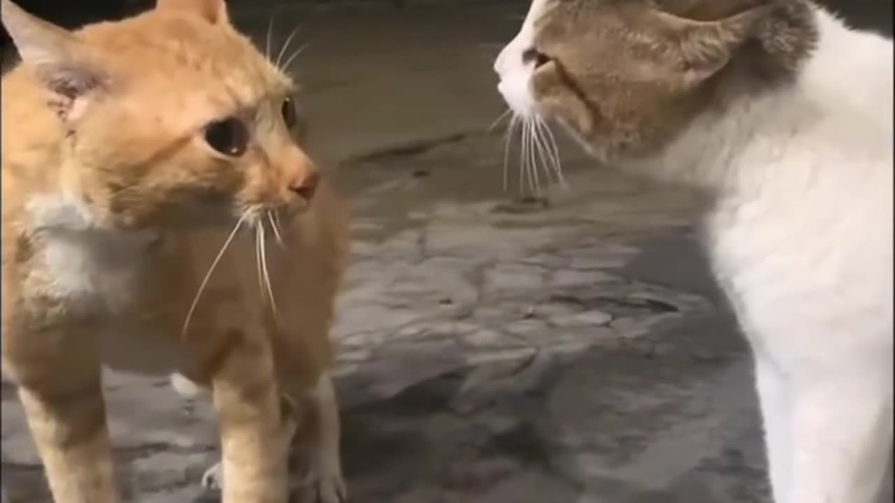 BOTH ARE PAID ACTOR - FUNNY CAT