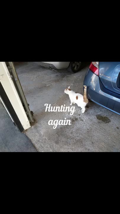 Lego Batman, Joker, and Buddy The Cat