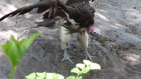 Australian Animals Be Like - Funny Animal Compilation