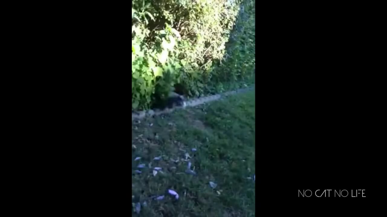 Funny Cats and Dogs FIGHTS