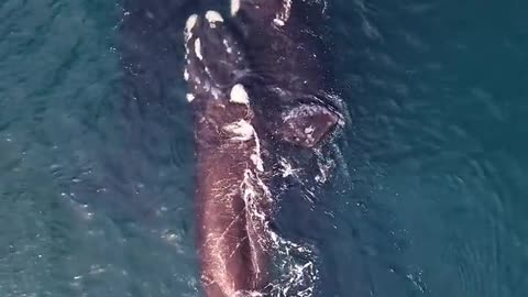 "Giants of the Ocean: The Majestic Whales"