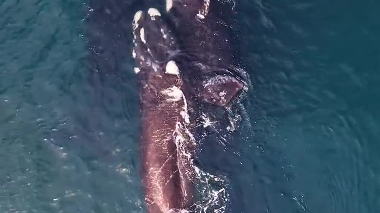 "Giants of the Ocean: The Majestic Whales"