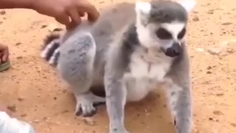 🙏❤️🎉🎉🎉🎊🎊🎊️SWEET AND FUNNY ANIMAL SHOTS 🙏❤️❤️🎉🎉🎉🎊🎊🎊