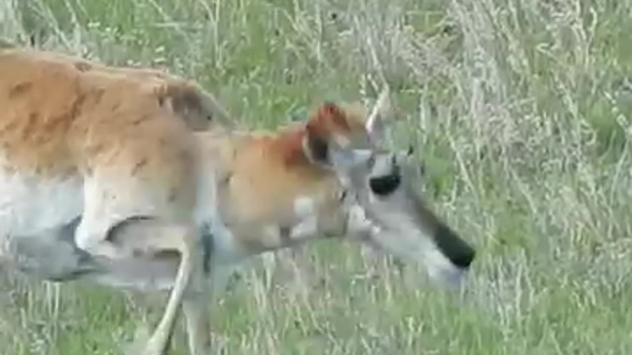 Wildlife mother always cares of her child