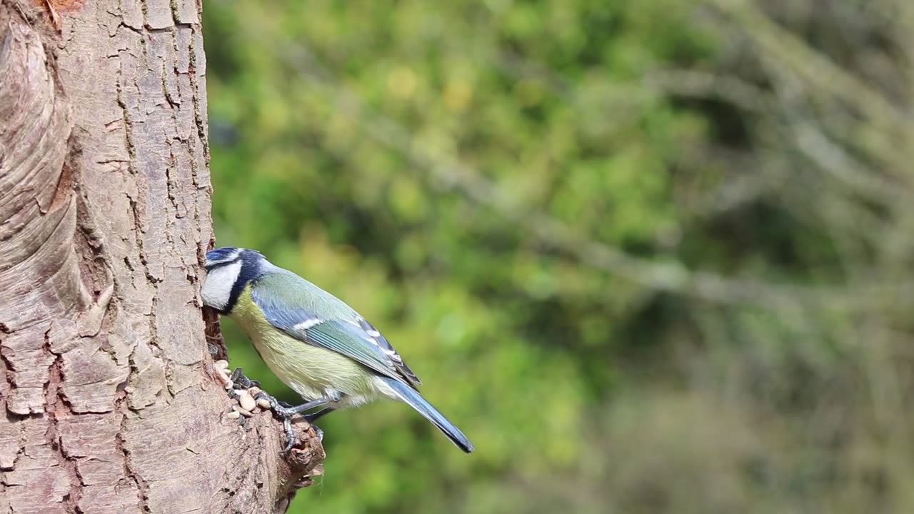 The Eurasian blue tit