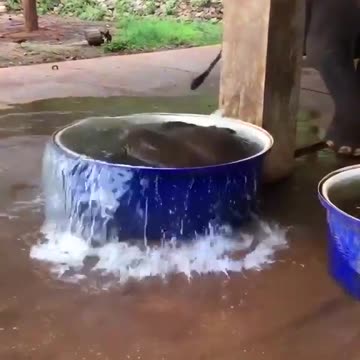 Baby Elephant taking bath