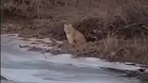 Can’t have some peace and quiet