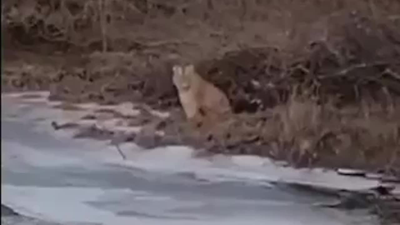 Can’t have some peace and quiet