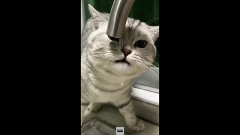 Funny Animal Videos: Funniest Cats & Dogs of the Year– Laughing Non-Stop! #funny #animals #memes