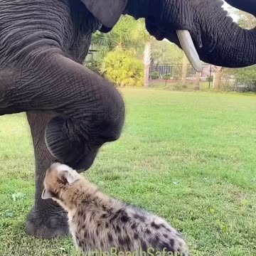 The hyena wants to eat the elephant but he found it