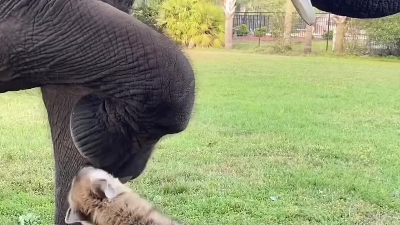 The hyena wants to eat the elephant but he found it