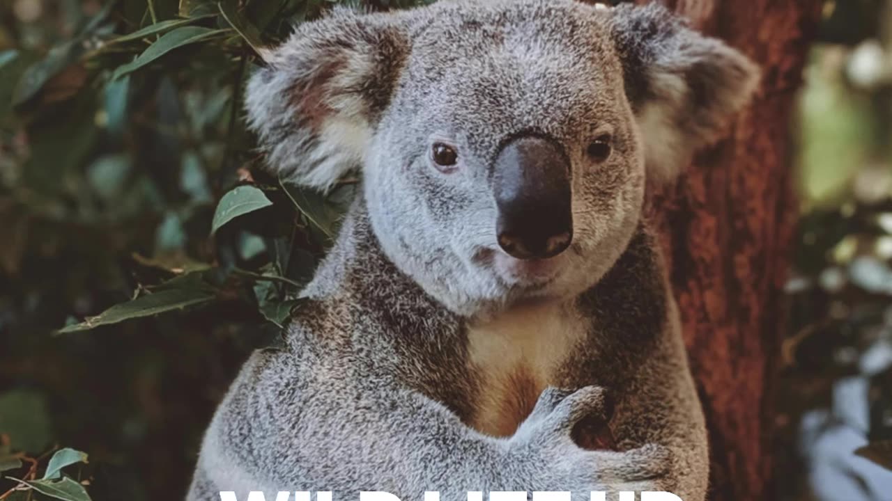 Koala