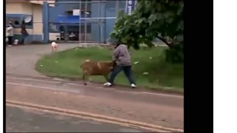 WHY IS THIS GOAT BULLYING//LOL